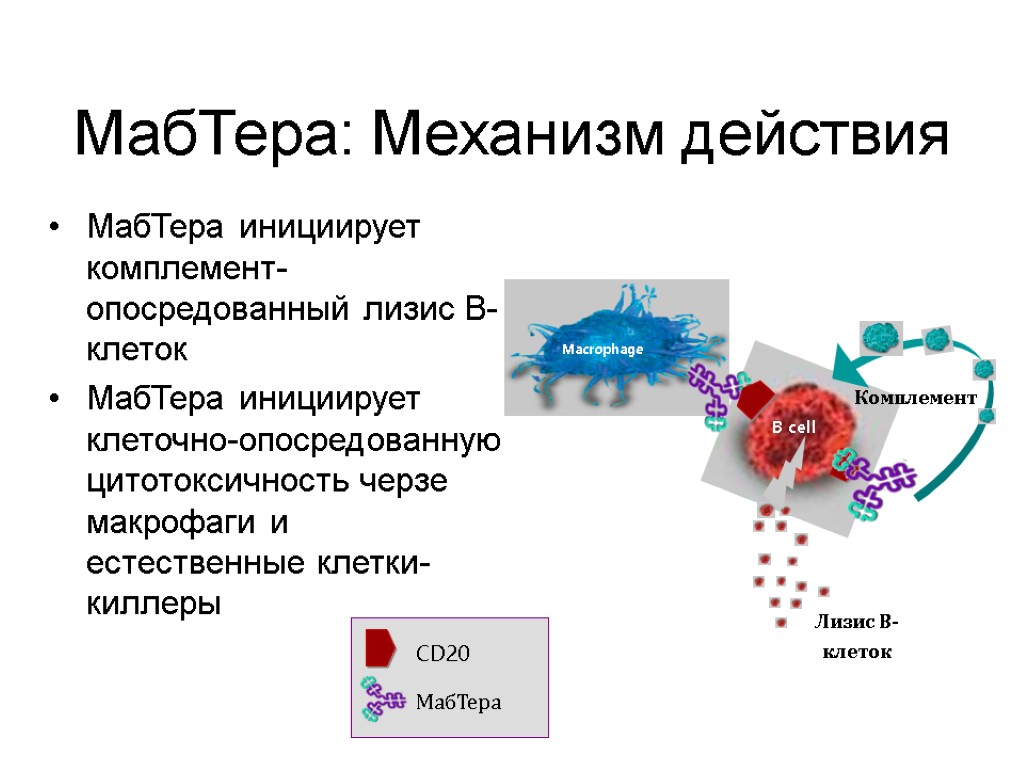 МабТера инициирует комплемент-опосредованный лизис В-клеток МабТера инициирует клеточно-опосредованную цитотоксичность черзе макрофаги и естественные клетки-киллеры